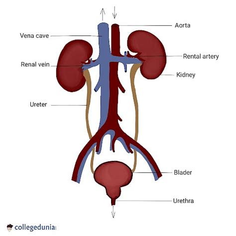 urethra wiki|facts about the urethra.